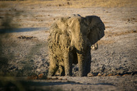 Chobe, Botswana