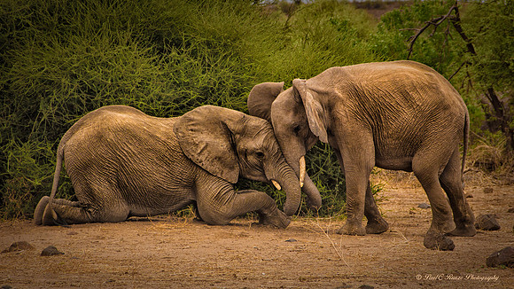 Mashatu, Botswana