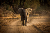 Zambia