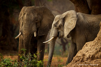 Zambia