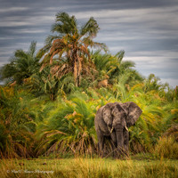 Okavango, Botswana