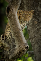 Leopards