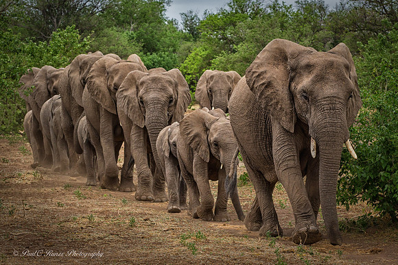 Mashatu, Botswana
