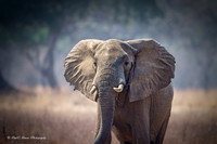 Zambia