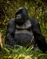 Gorillas