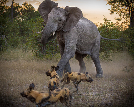 Duma Tau, Okavango, Botswana